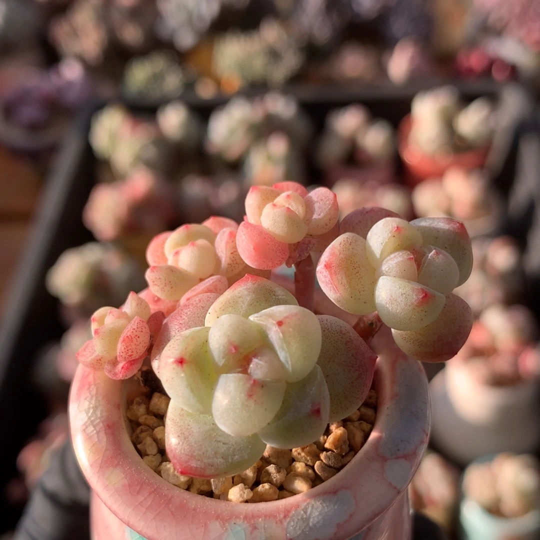 冰玉一物一拍 005