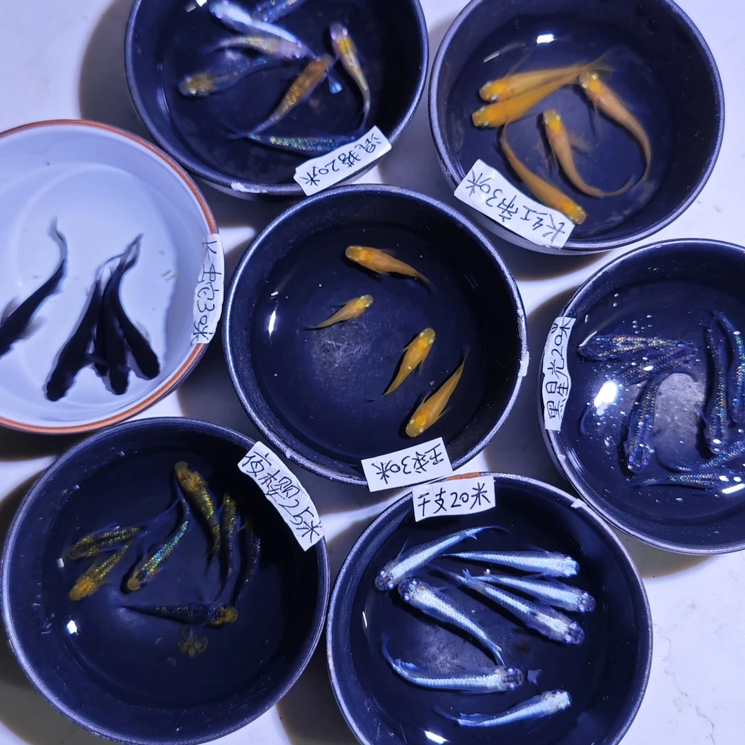 观背青鳉一物一拍冷水鱼