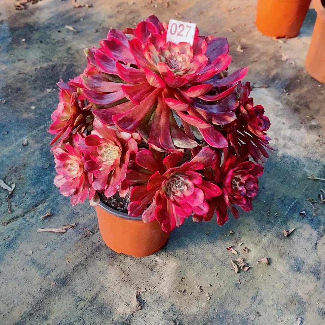 沉***味烟花273多肉1111