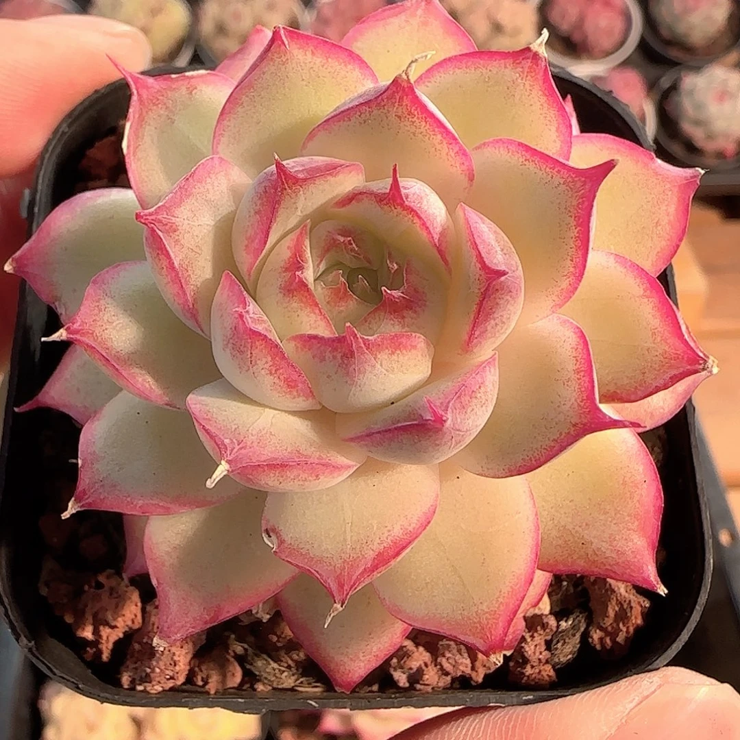 多肉1207-147女王玫瑰