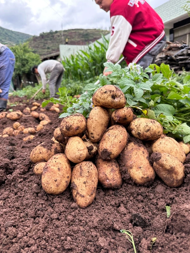 贵州威宁老品种米拉洋芋不打农药土豆