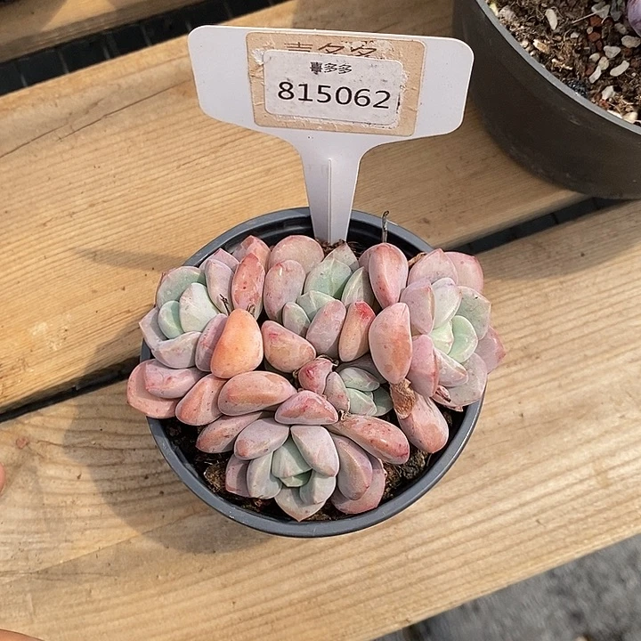 烟**晨花班鹿。福利多多815062