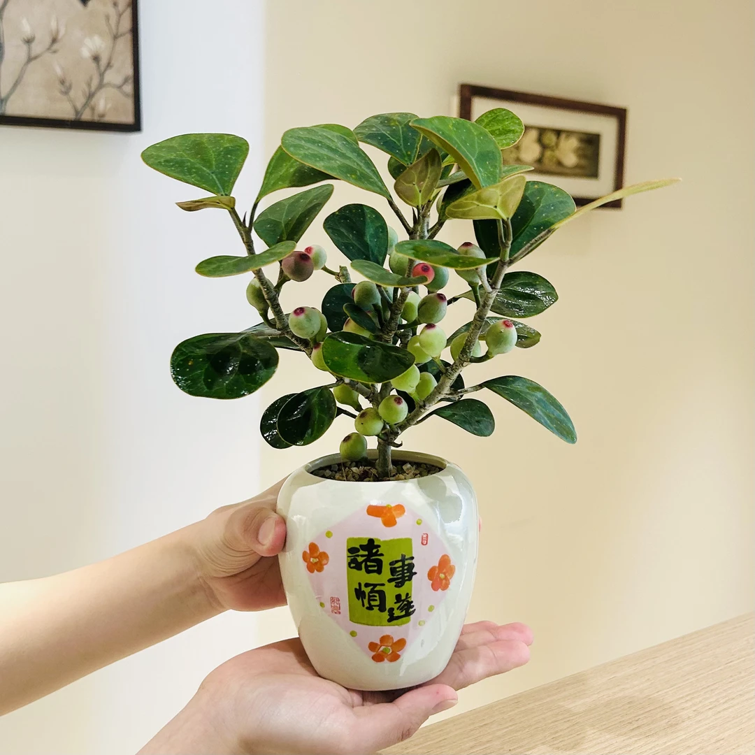 小盼菩提盆栽盆景室内客厅办公室前台桌面绿色观果好养花卉绿植