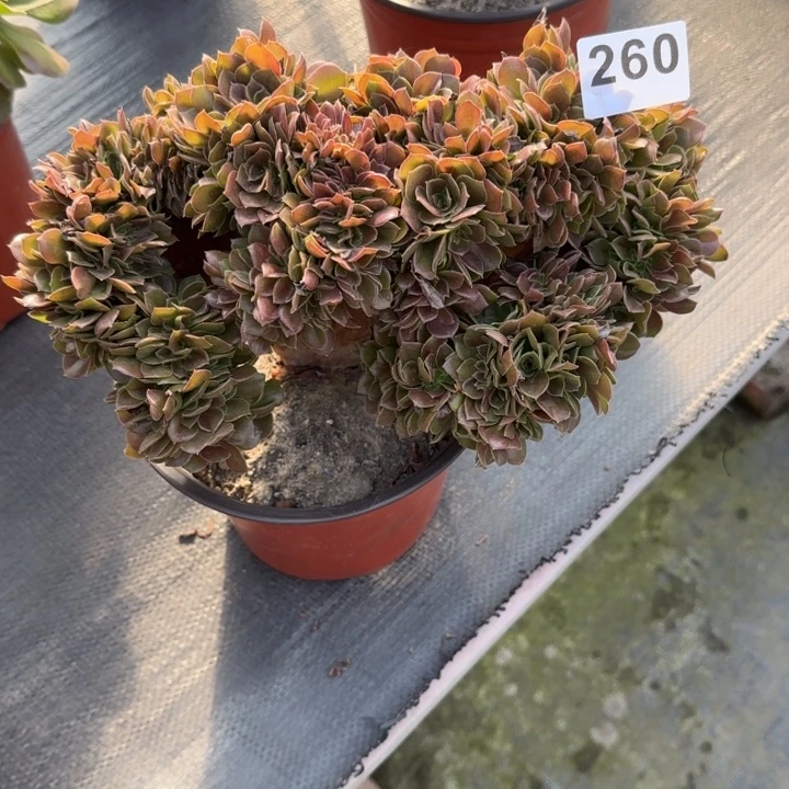 语****多肉植物玫瑰缀260