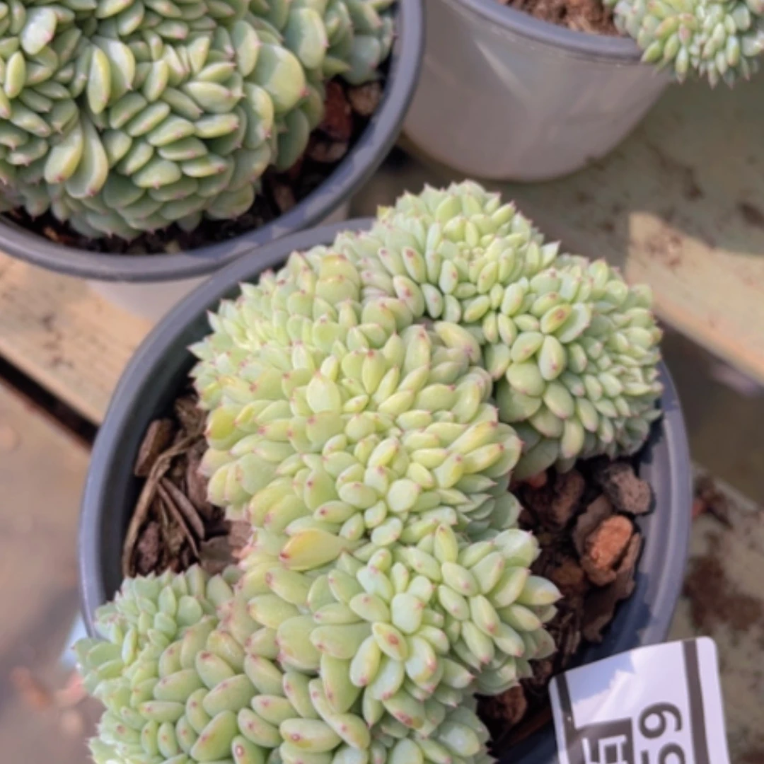 【闪购商品】白胖子缀2459