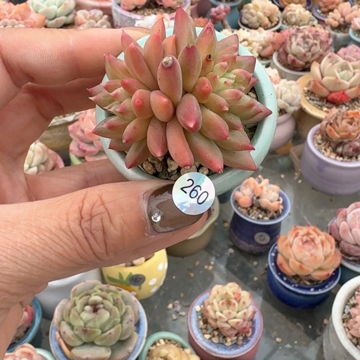 260 多肉含盆土 30元包邮 除偏远地区