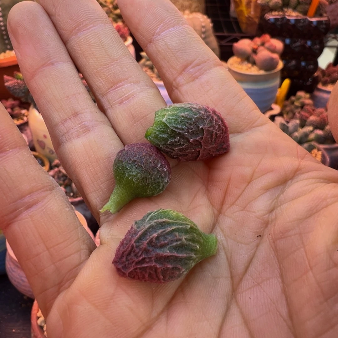 简***单好吧好嘛好吧我的宝