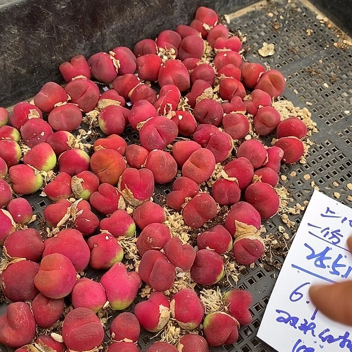 25516双头超红蟠桃一颗有伤