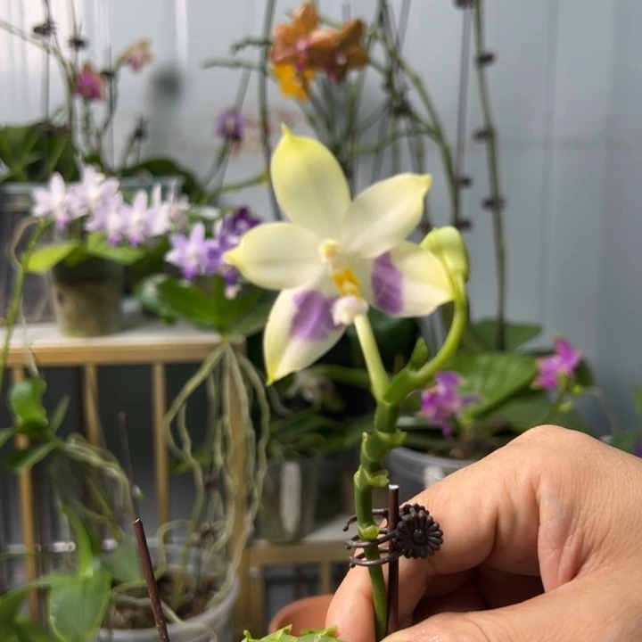 大部分开放少量花苞柳林3431 2.5寸双花剑带花苞淡香