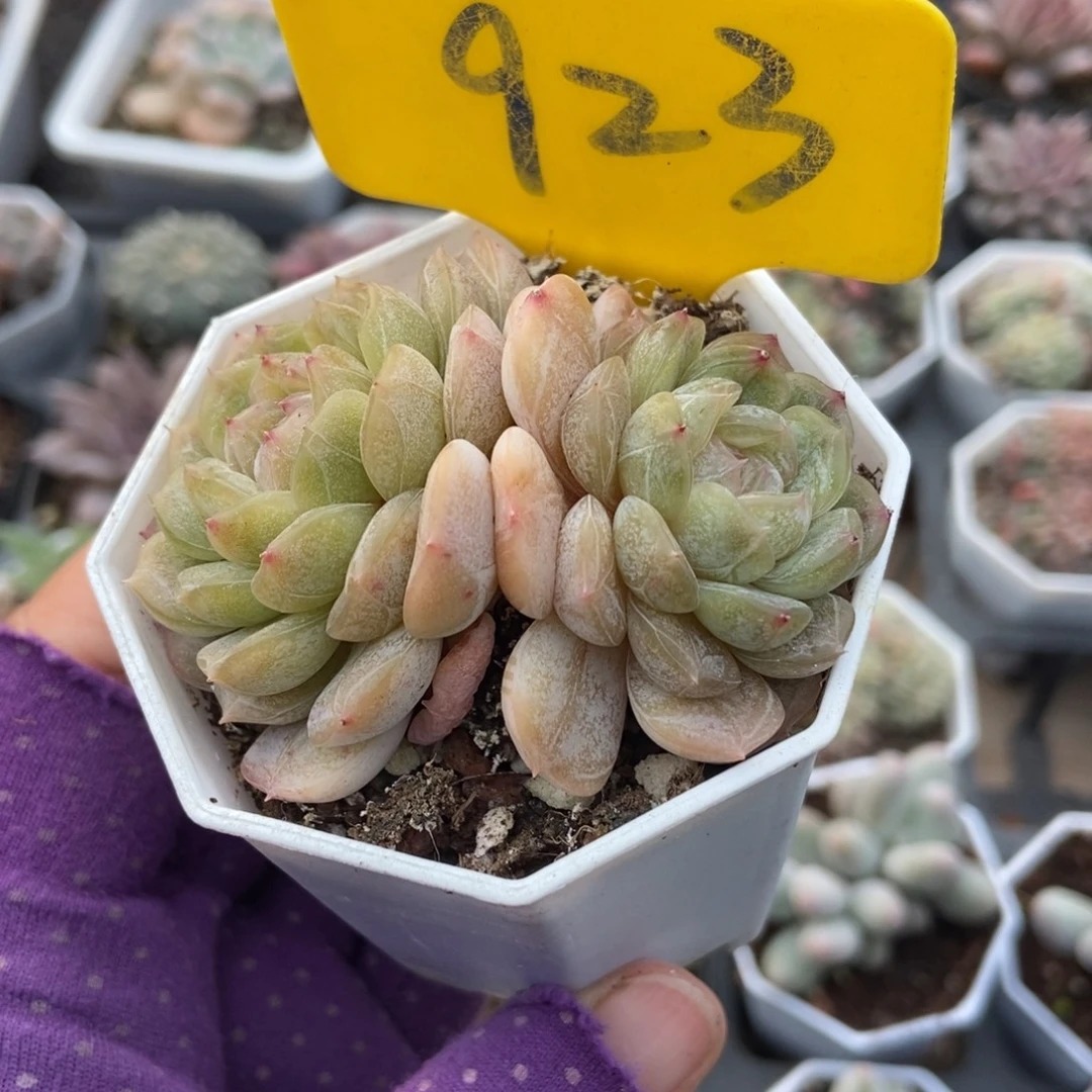 923白恋多肉植物多肉