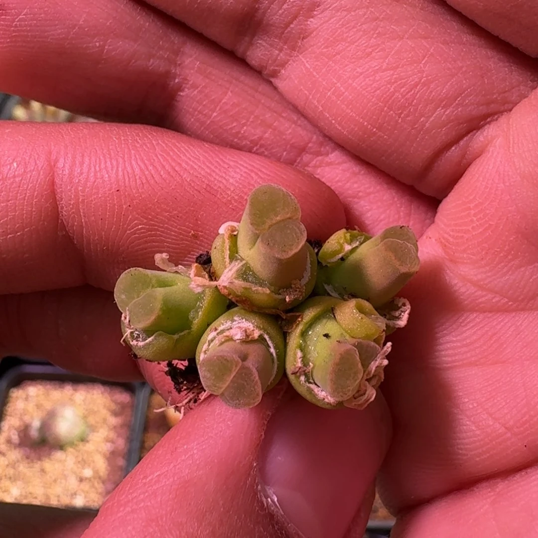 T****n精品大甩卖9.11