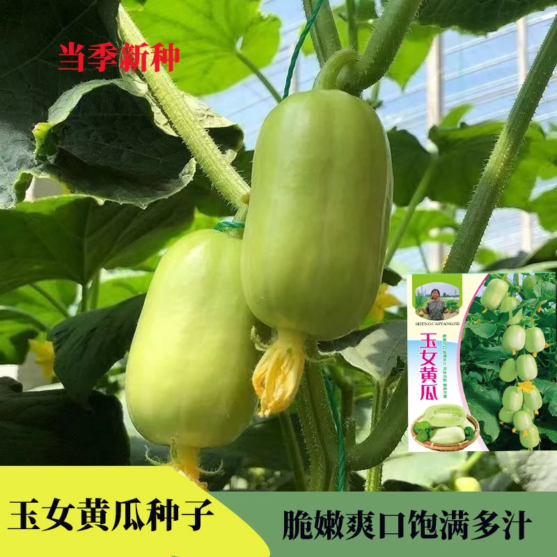玉女黄瓜种子正品迷你小黄瓜籽生吃脆甜无渣春秋种植阳台盆栽