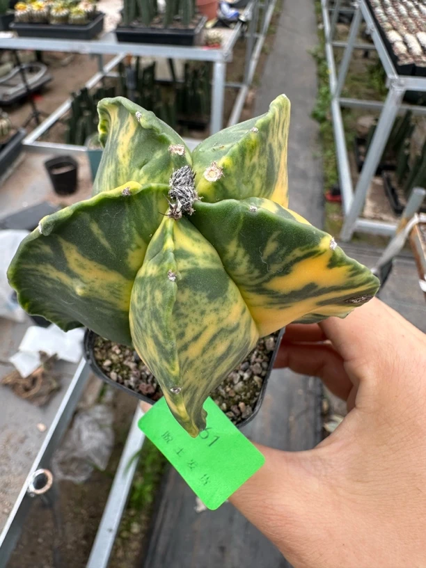 实生一物一拍61鸾凤玉锦仙人球防辐射吸甲醛趣味多肉植物