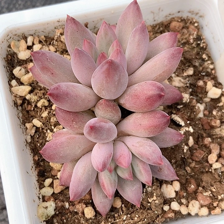 多肉植物虞美人977