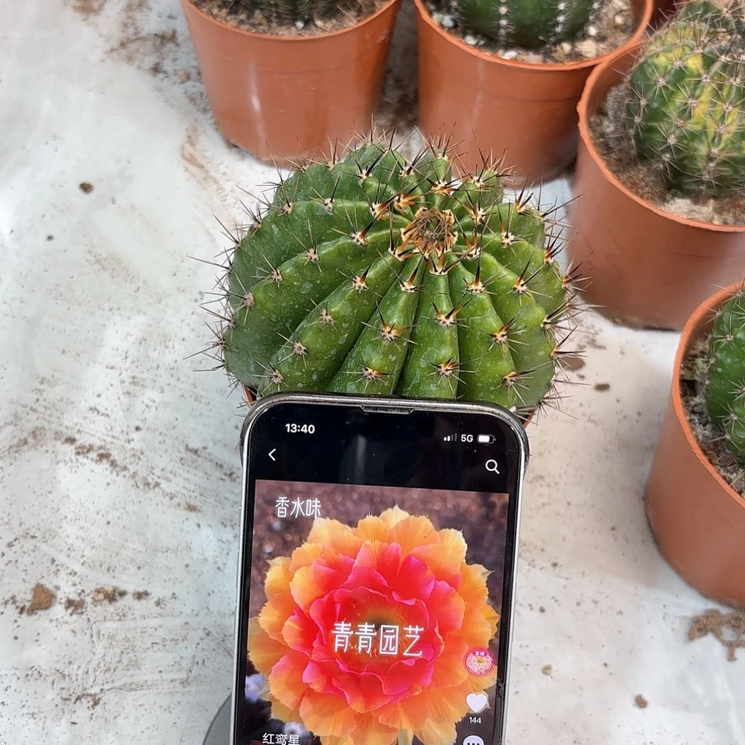 彩草红鸾星9公分左右