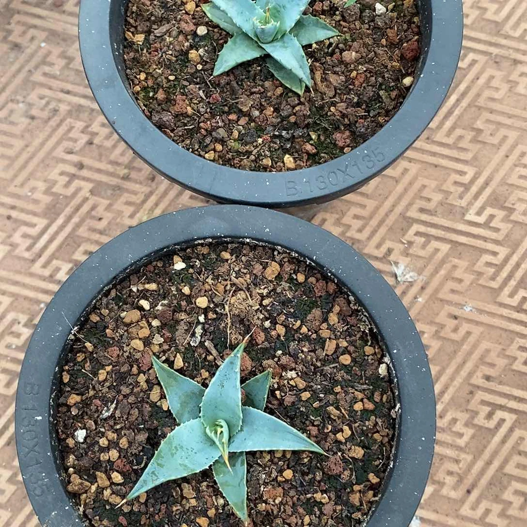 龙舌兰仔播实生小苗