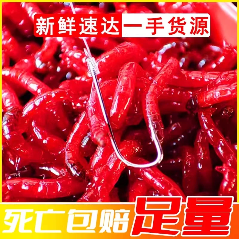 【半斤1斤装】红虫批发活饵黑坑拉饵钓鱼饵鱼食开拉饵肉夹馍挂钩