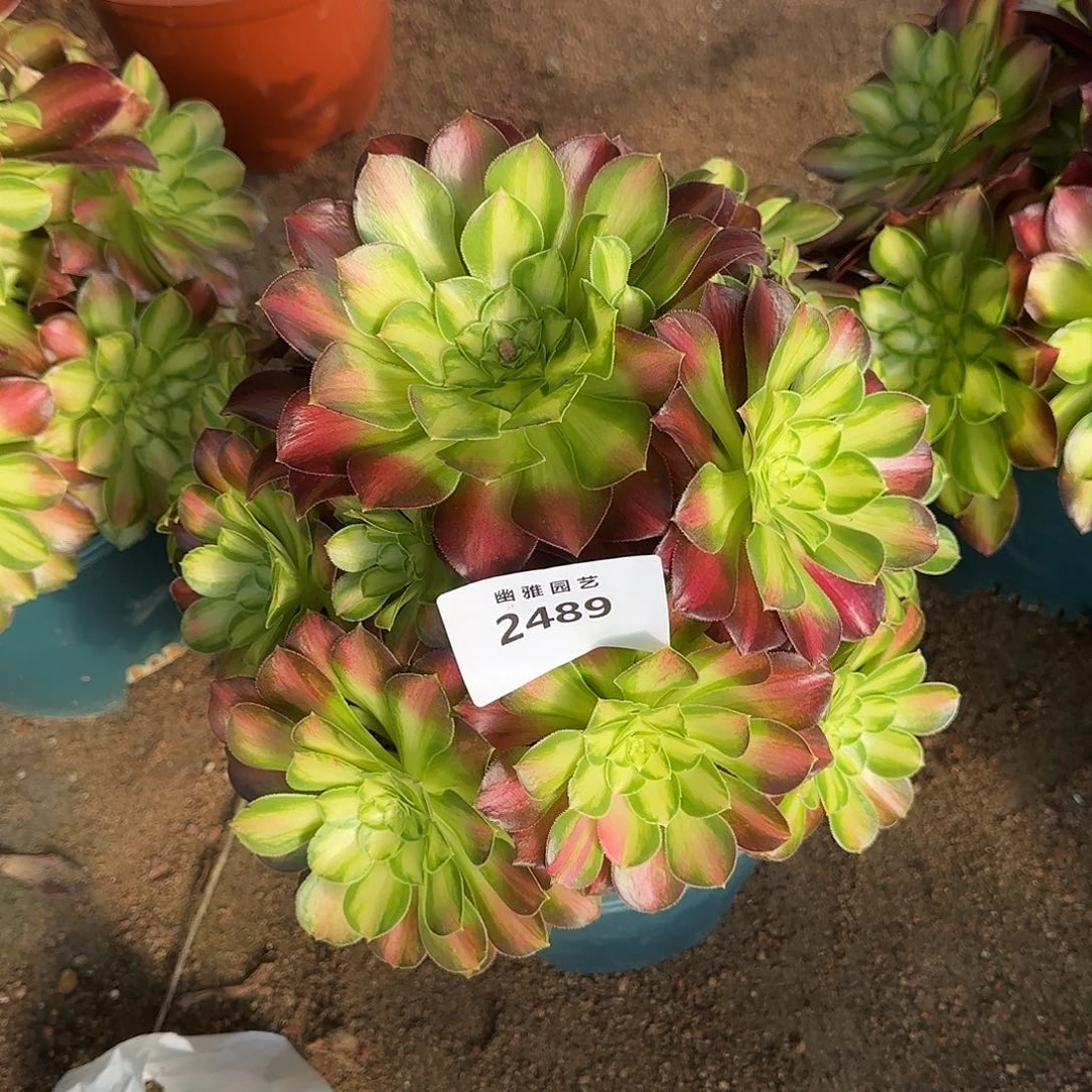 多肉植物韶华知否2489