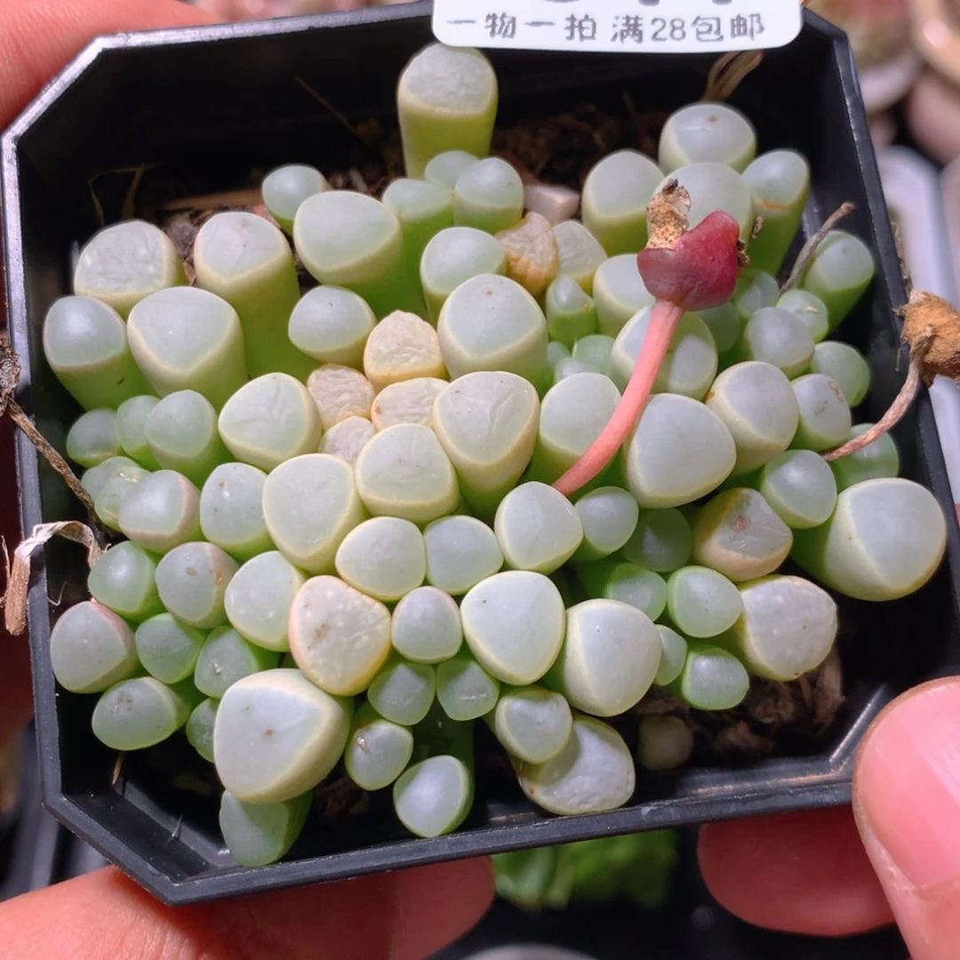 5CM拇指盆精控多肉ZR917