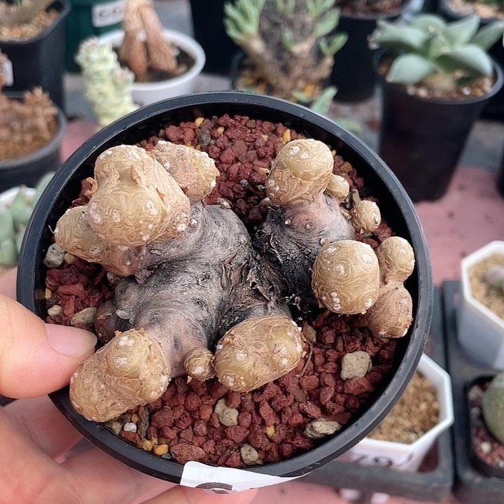 654产地大格加厚墩菊