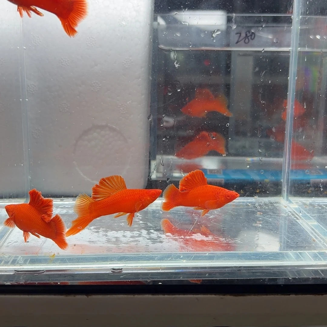 你***4海水鱼半月尾红箭鱼4公