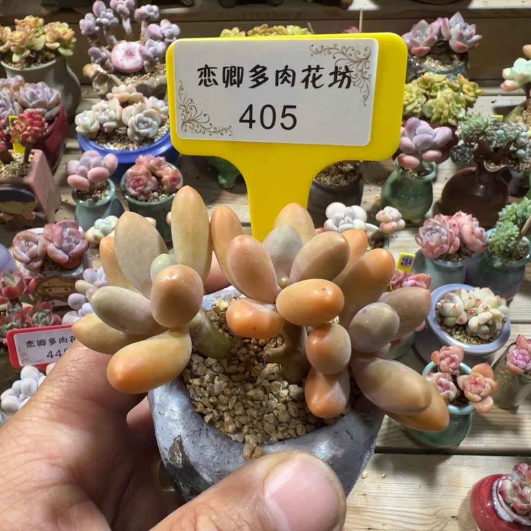 405号糖果美人老桩3头