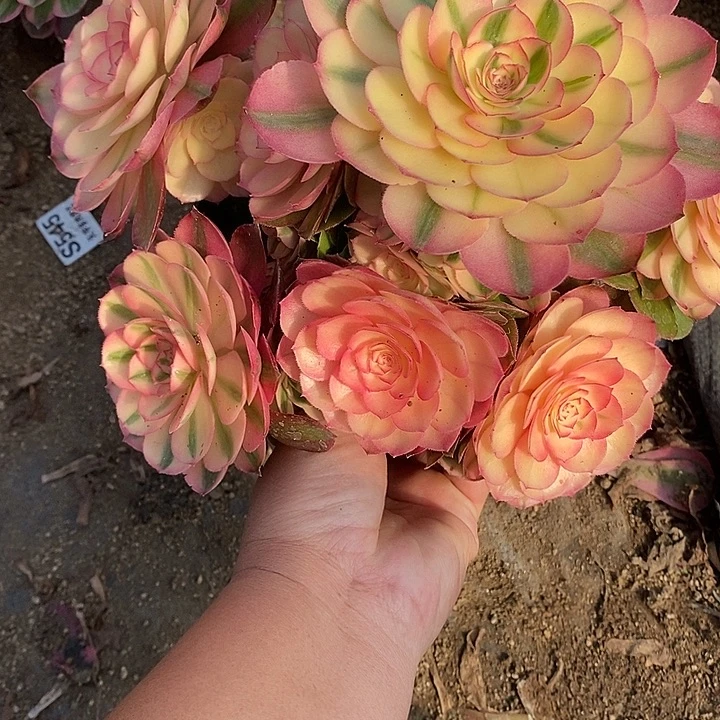 多肉植物荔枝734多肉