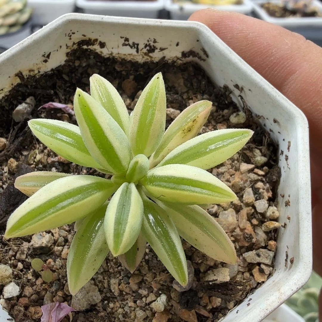 椒草锦 小方花圃一物一拍