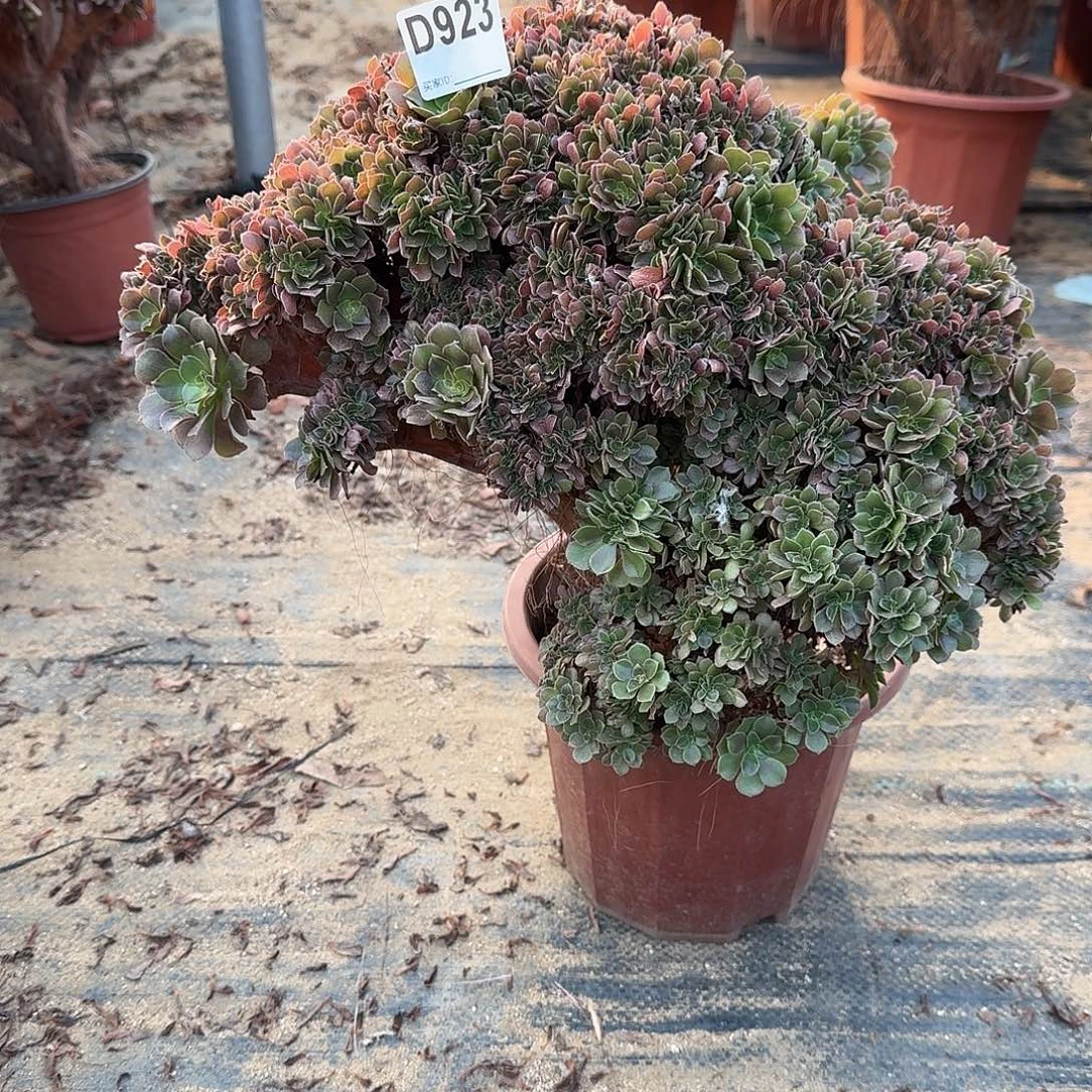 923玫瑰一颗有伤朵朵