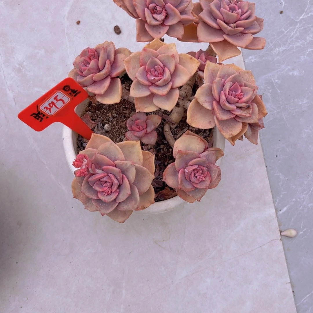 沫*彩虹糖395多肉植物