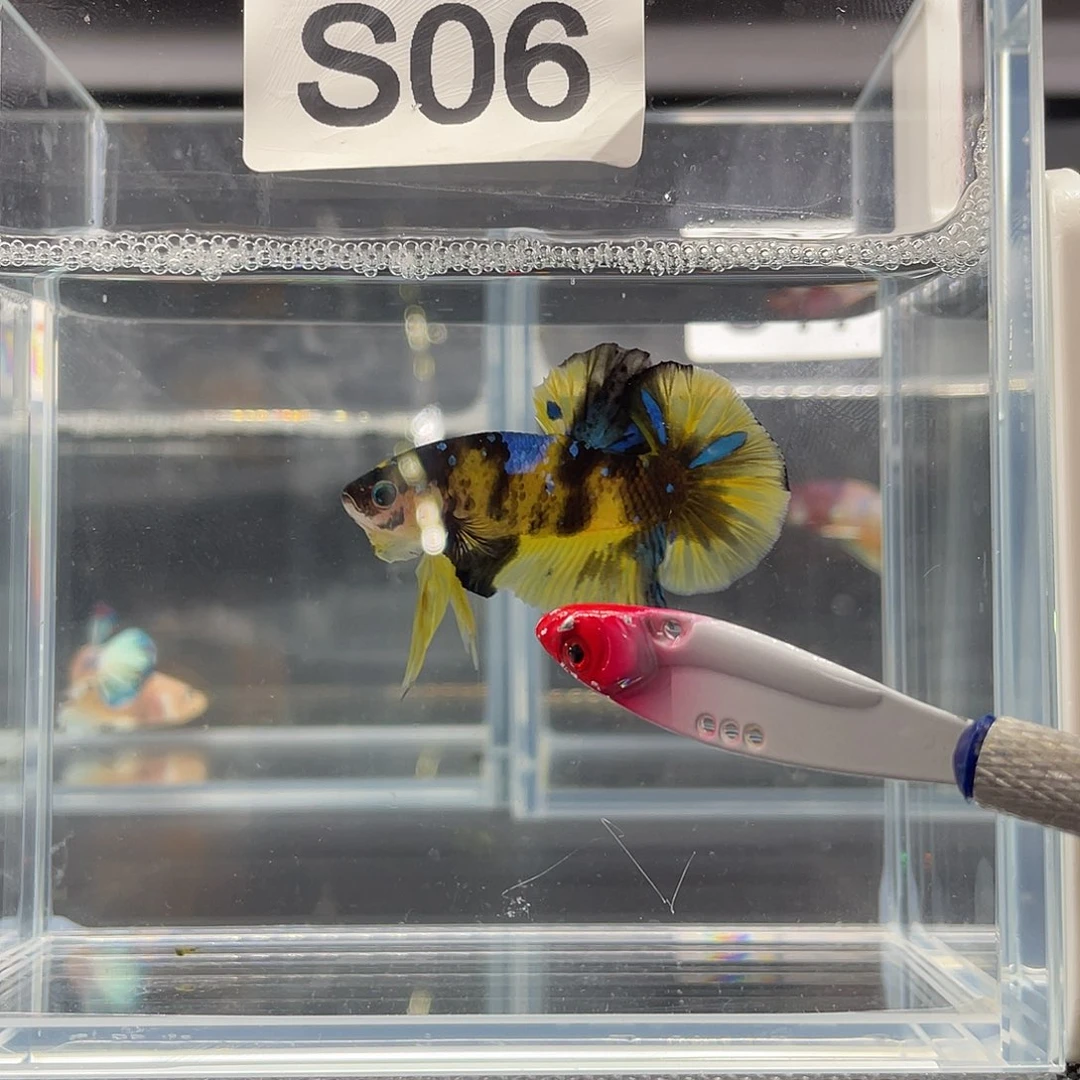 斗鱼11.26下午黄糖将军公06