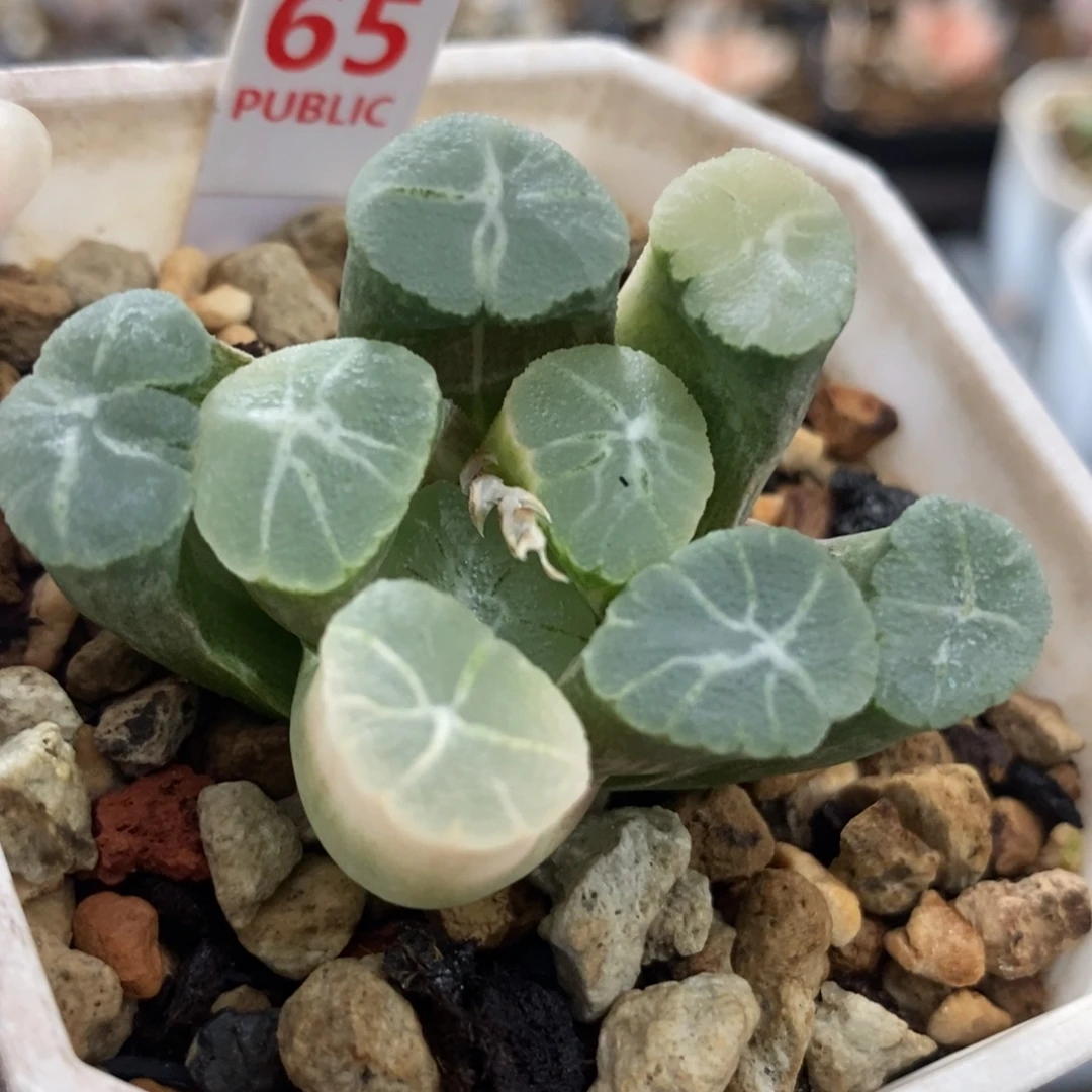 65万象锦一物一拍