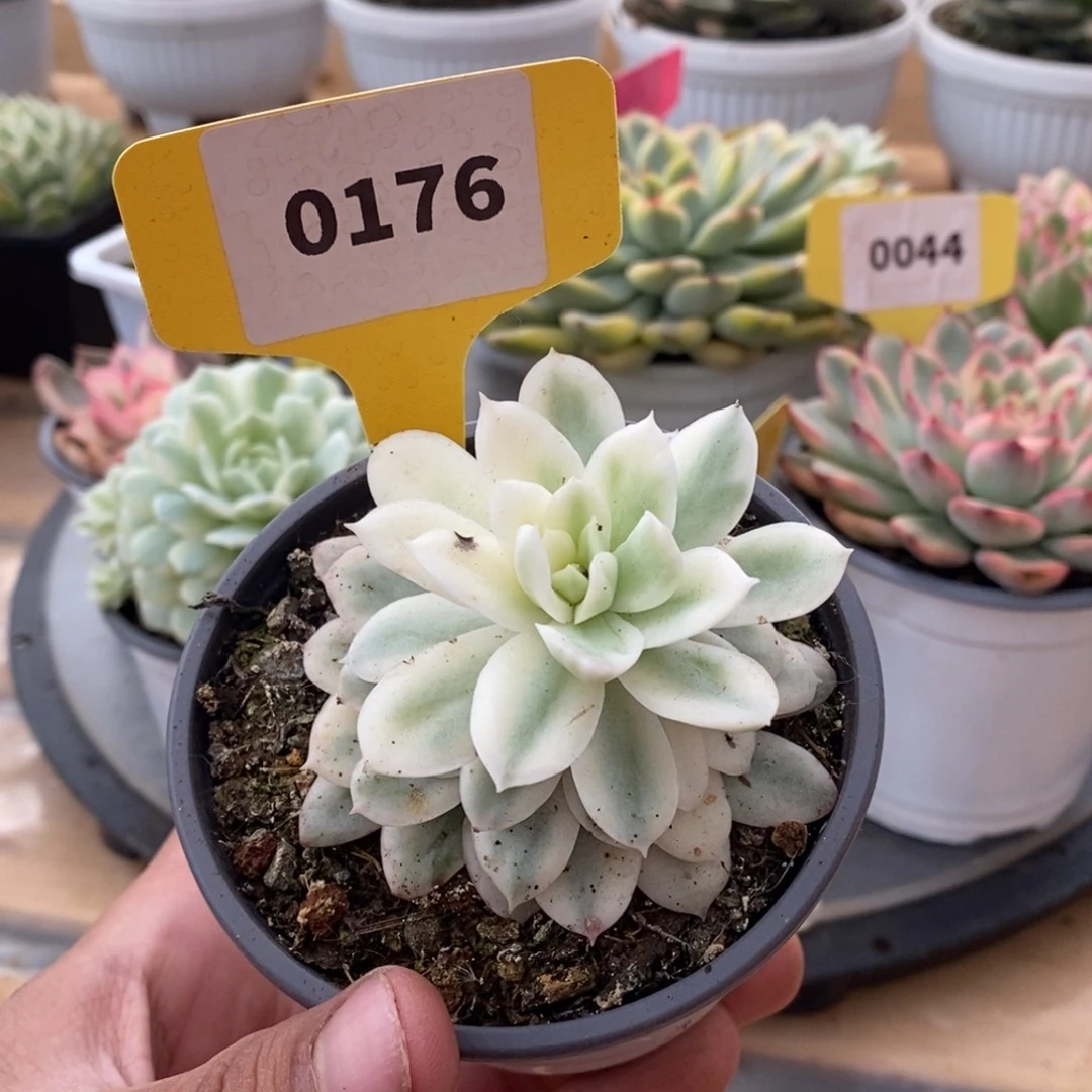 0176火焰杯哈哈哈哈哈