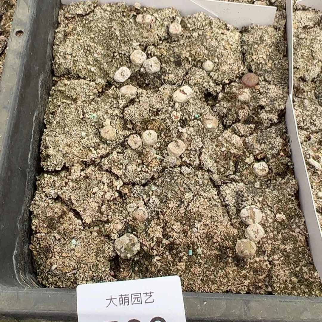 一物一拍脱土发默认有疤。500