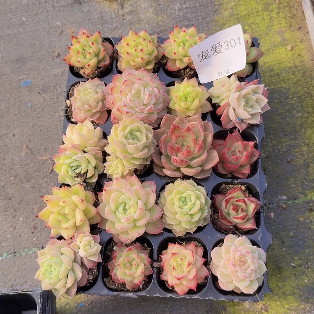 直播福利一物一拍301