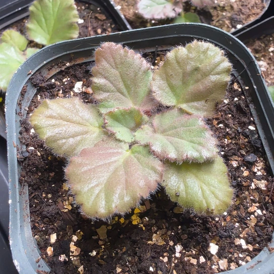 三蕊洋葵一个带盆发