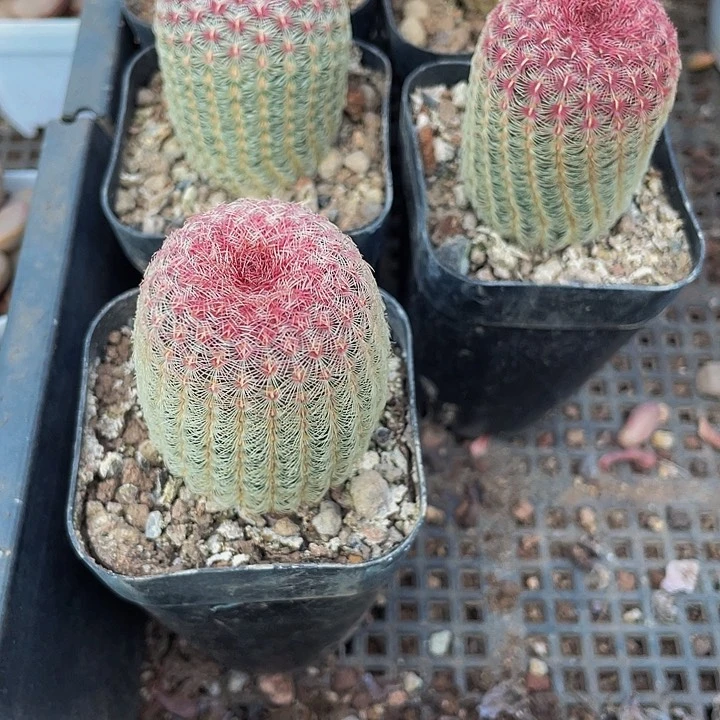 红太阳6.8带盆土发