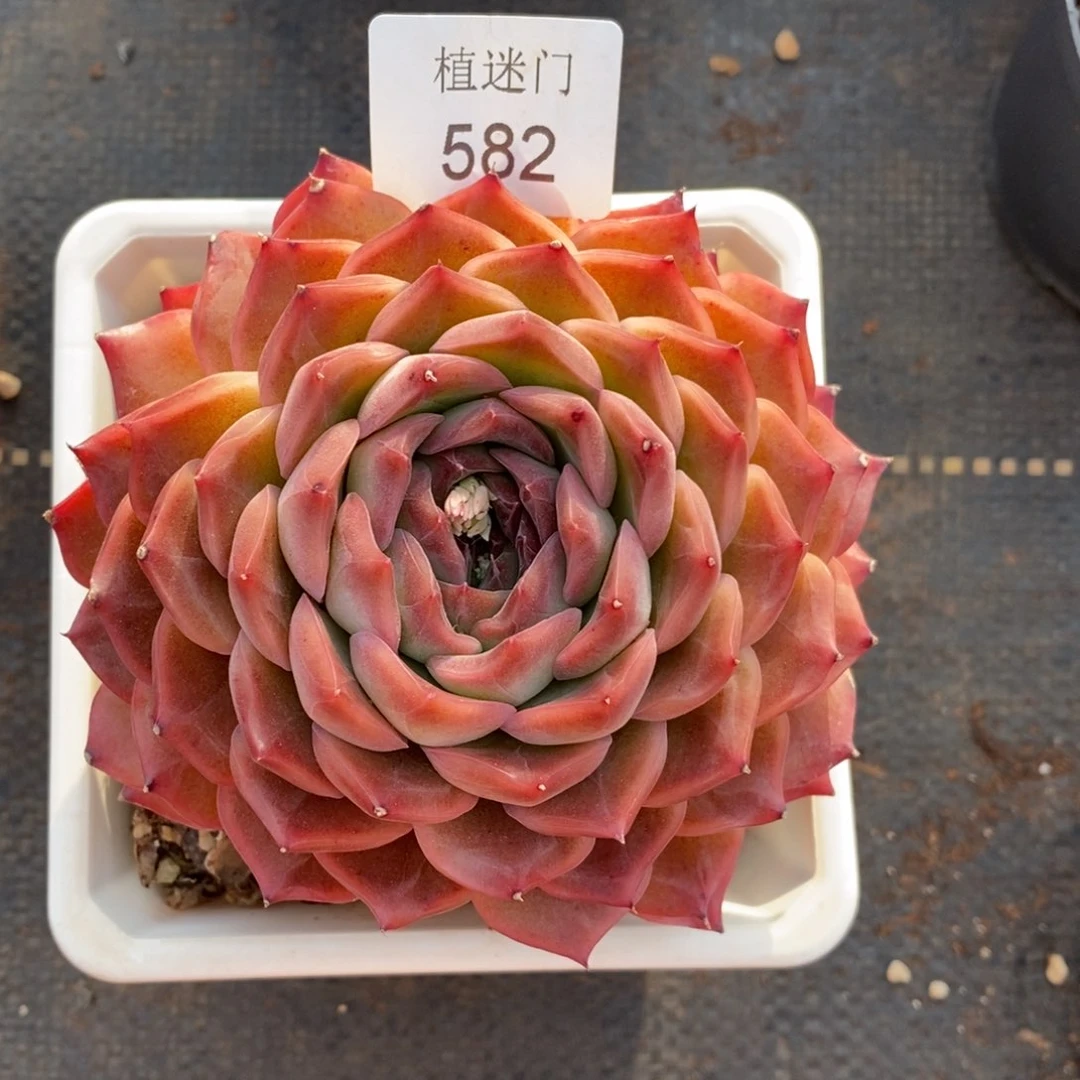 呼*杂交精品多肉582