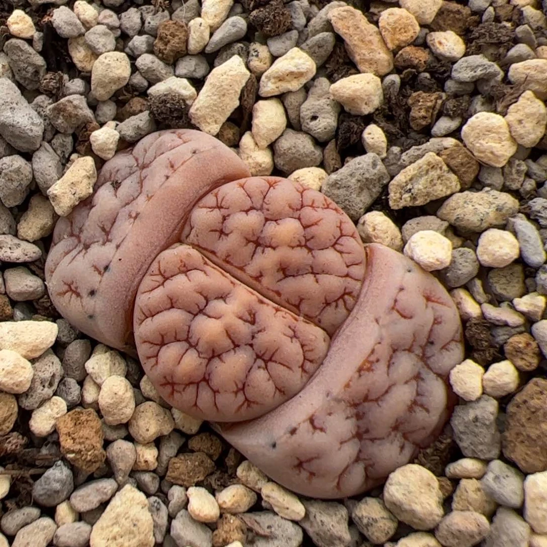 0101号OZ 189 多肉植物