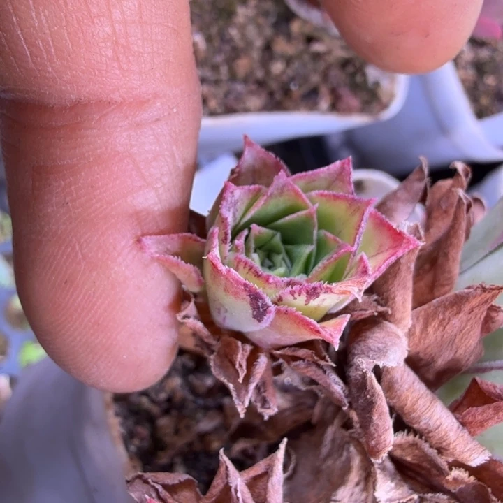 HD153  私藏好东西 侧芽