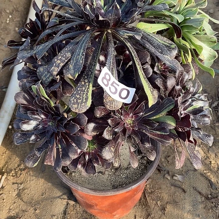 水墨丹青850多肉不包断