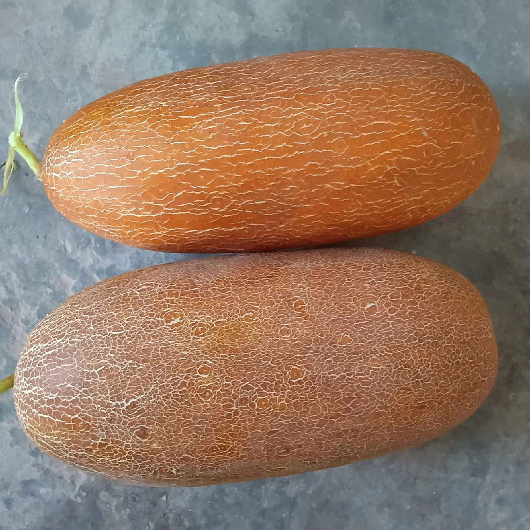 正在高原农家自种老黄瓜新鲜现摘