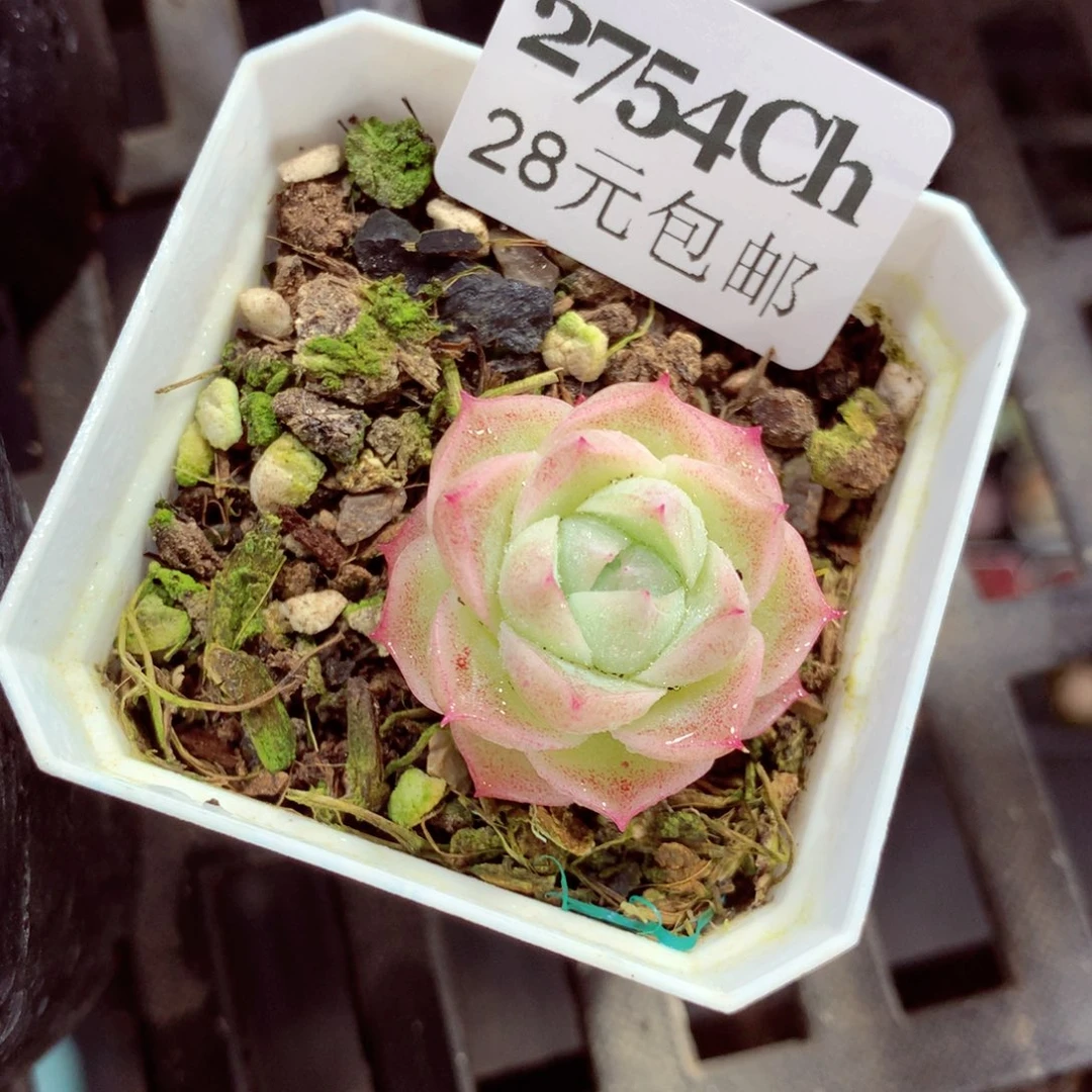 5厘米盆精控多肉2754