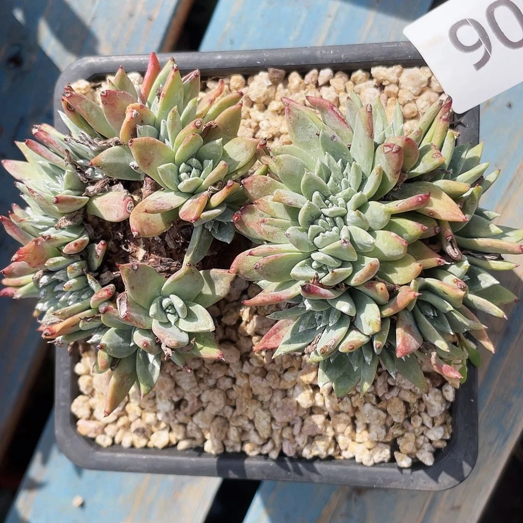 苹果叶杂交双缀化7606