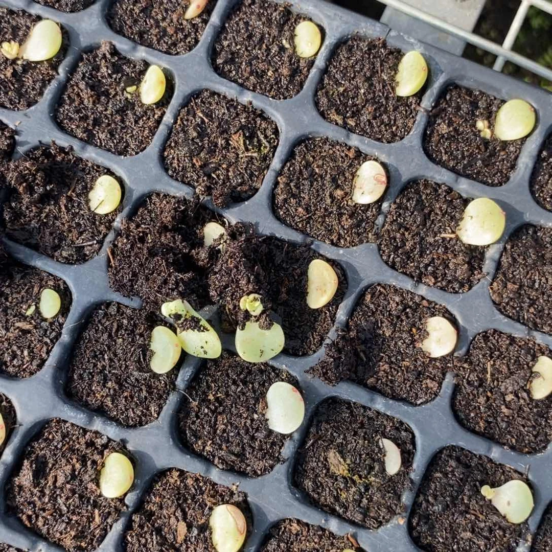 穴盘甜心t12芽苗一个