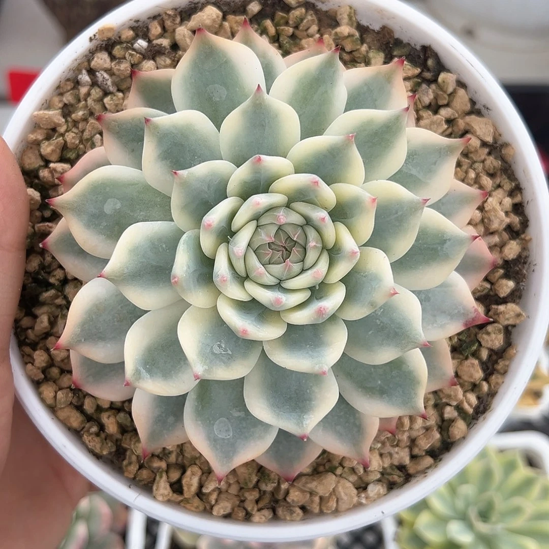 吉娃娃锦多肉植物