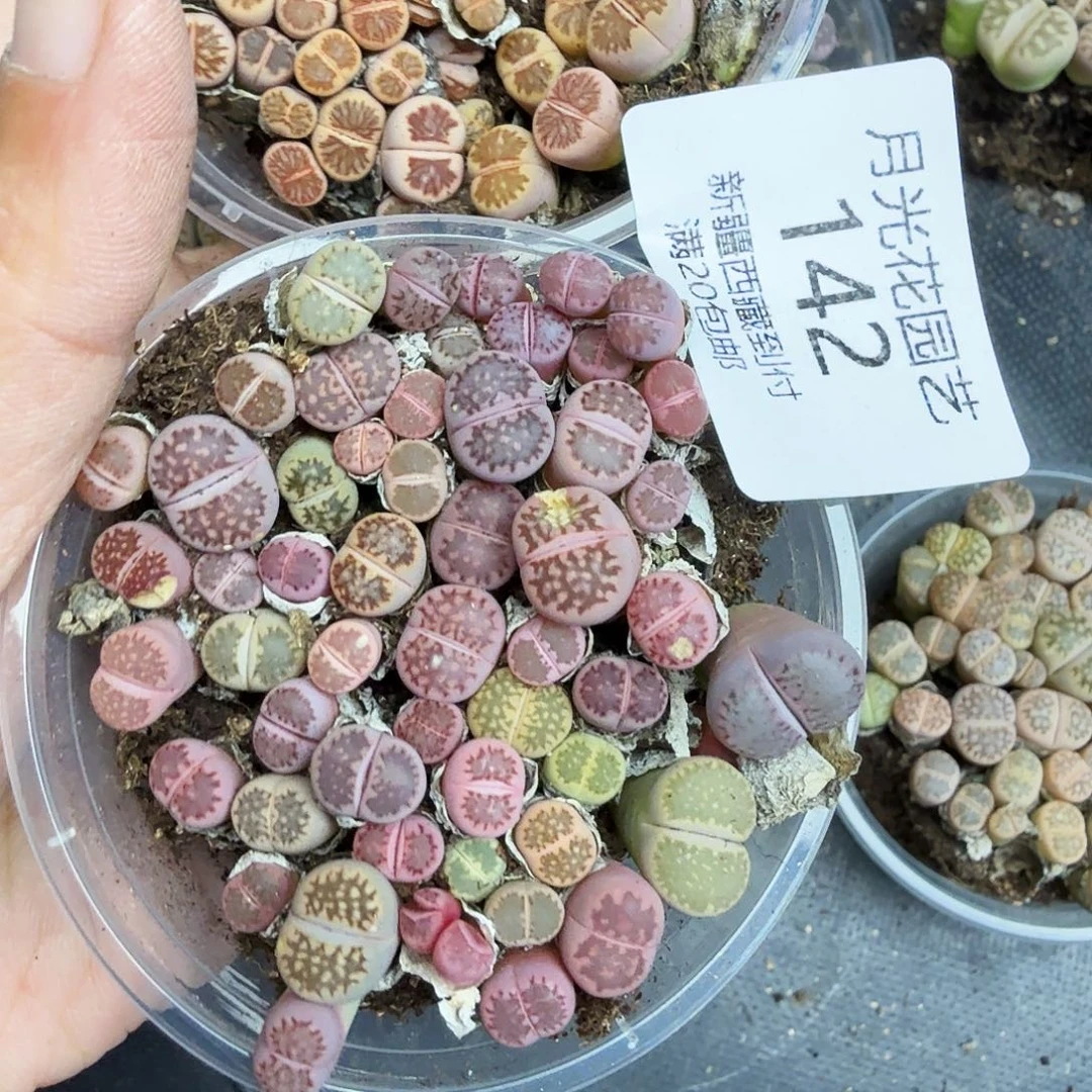 不是一会两回两散吧笑142哈哈