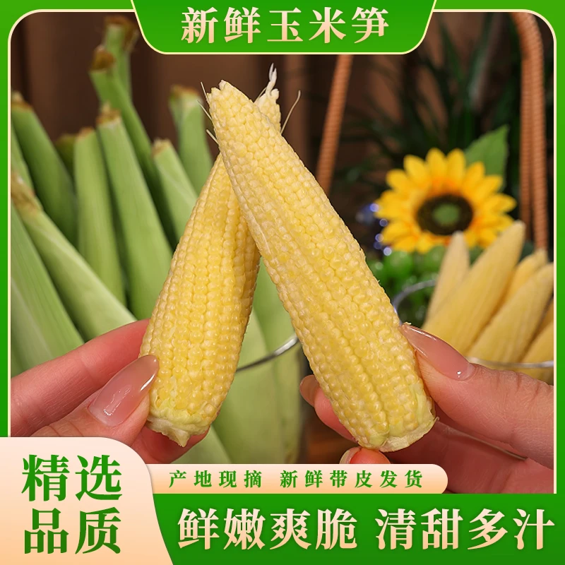 广西新鲜玉米笋现摘现发带皮须嫩玉米芯迷你玉米笋脆嫩鲜甜2斤起