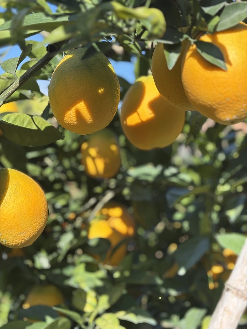 正宗赣南脐橙新鲜应季水果现摘现发产地直发香甜爆汁橙子坏果包赔