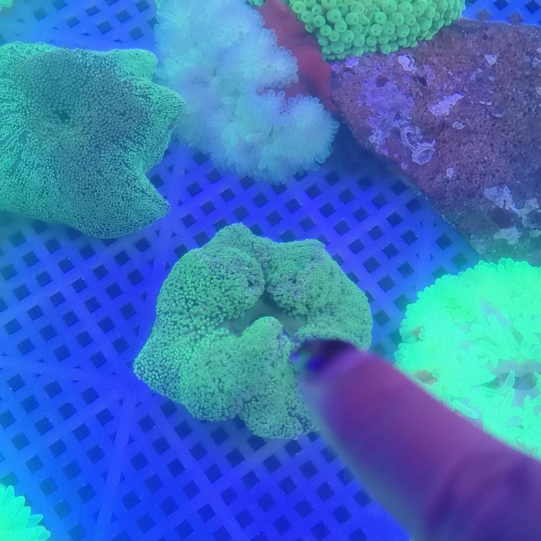 纽扣珊瑚绿地毯一头168